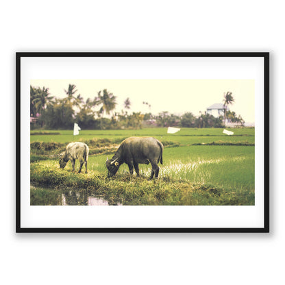 Rice Grazing