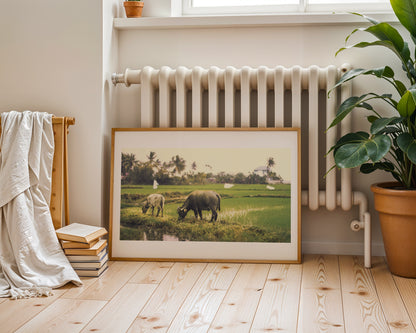 Rice Grazing